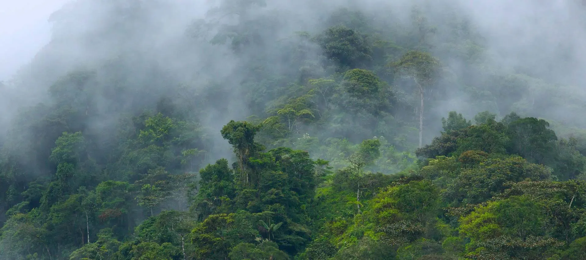 Bosque altoandino colombiano en la niebla